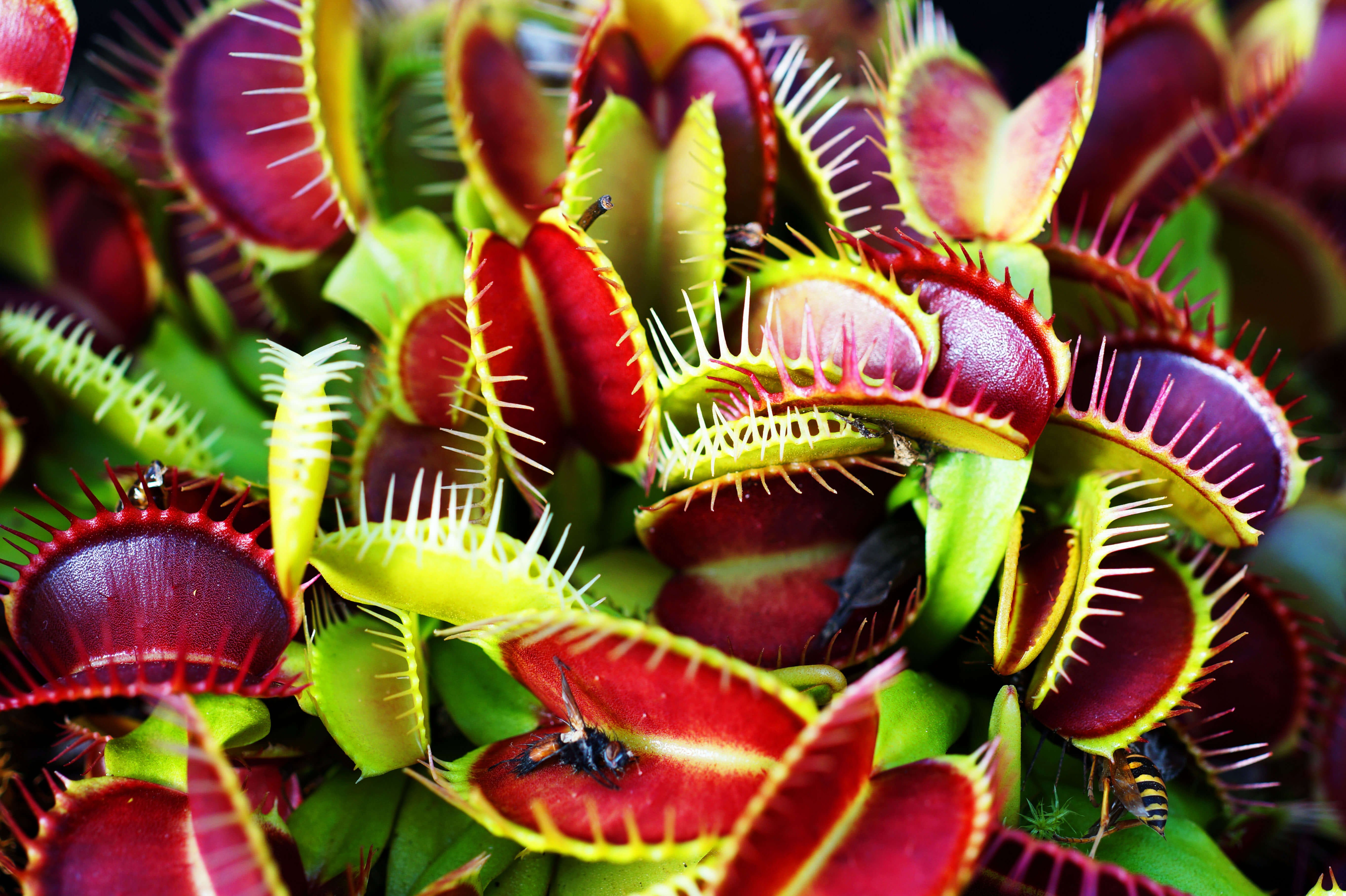 Dionaea muscipula – muchołówka (2)