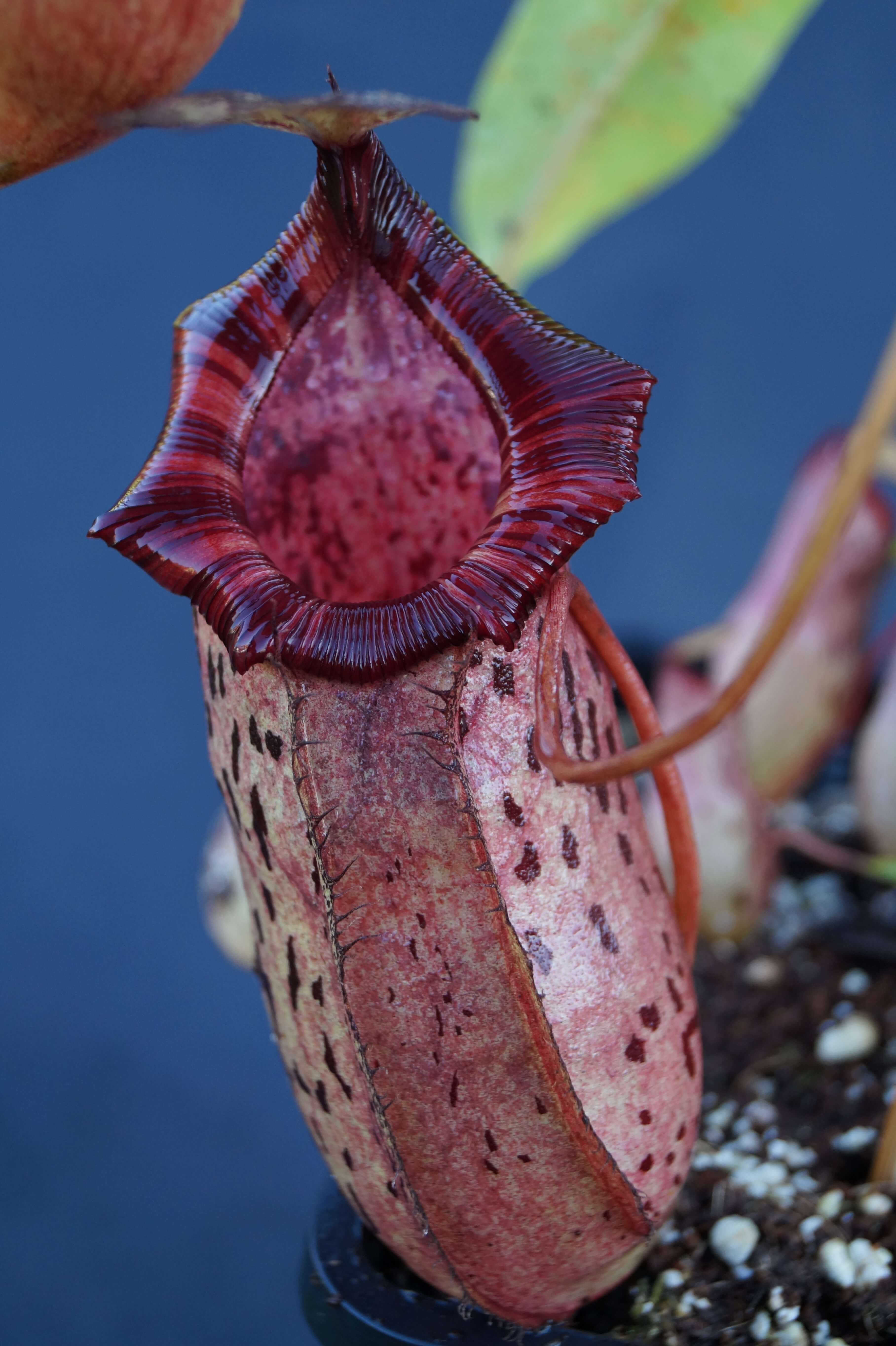 Nepenthes -dzbanecznik (2)