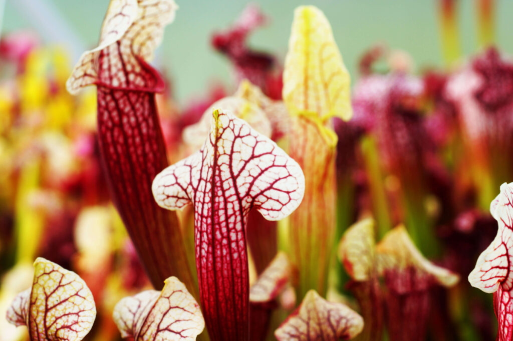 Sarracenia – Kapturnica (5)