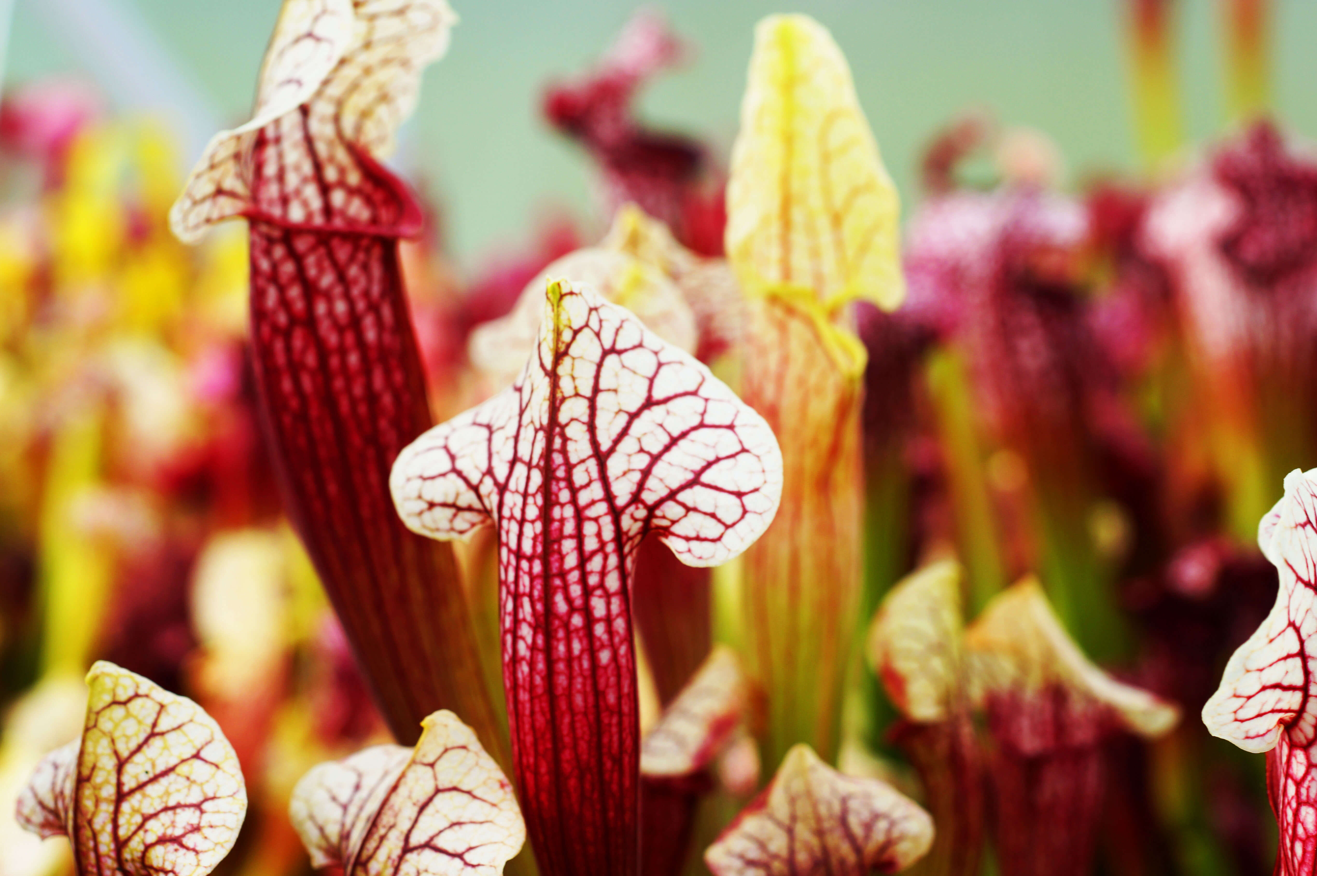 Sarracenia – Kapturnica (5)