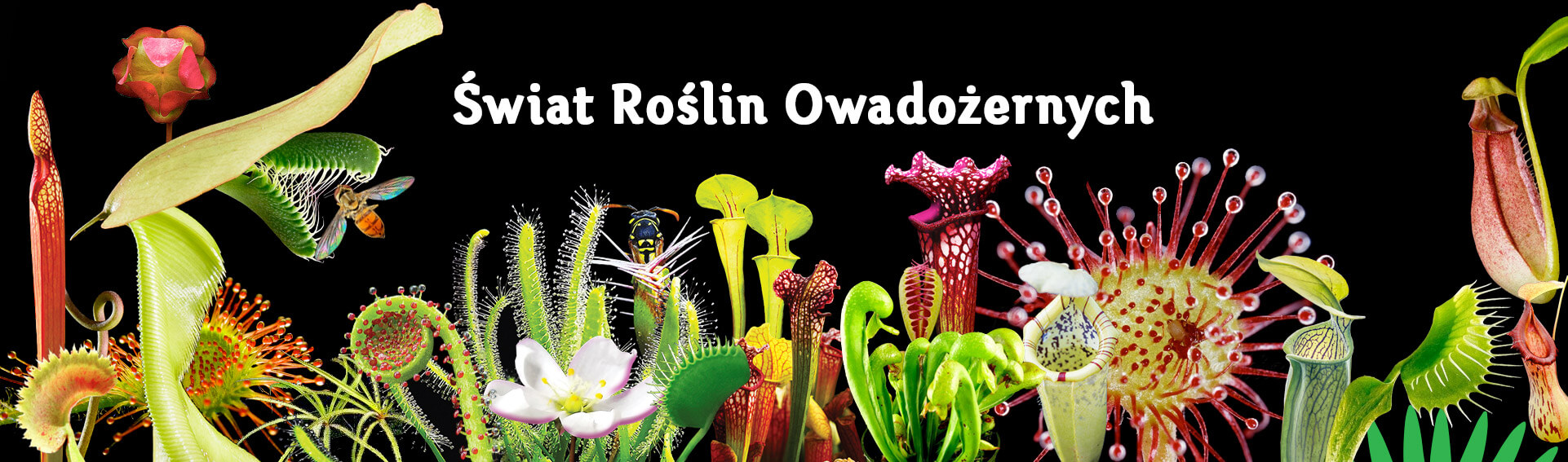 rośliny owadożerne minieuroland