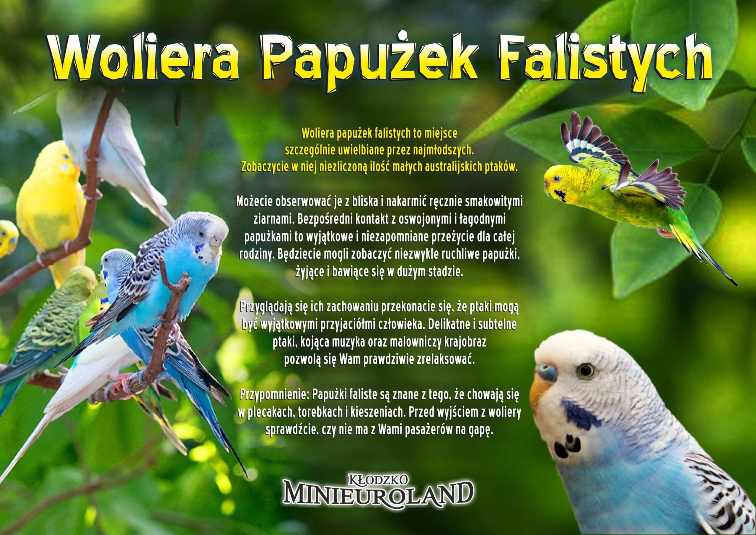 faliste (1)
