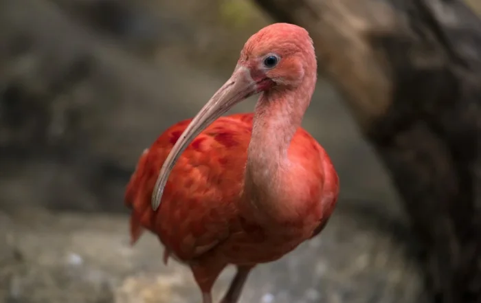 ibis szkarłatny