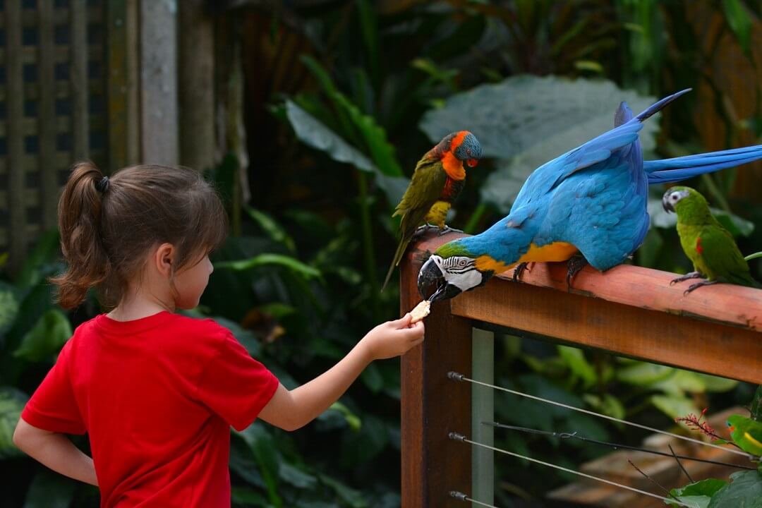 dziewczynka karmi papugę